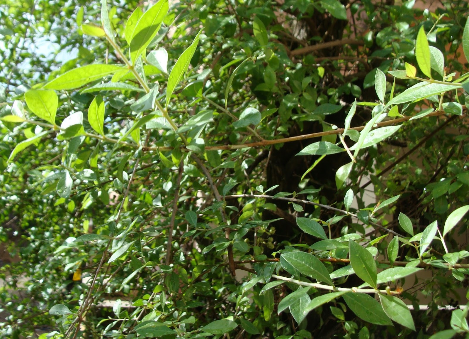 Lawsonia inermis vector
